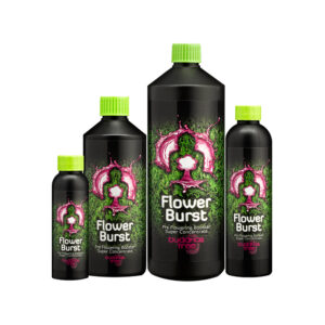 Buddha’s Tree Flower Burst