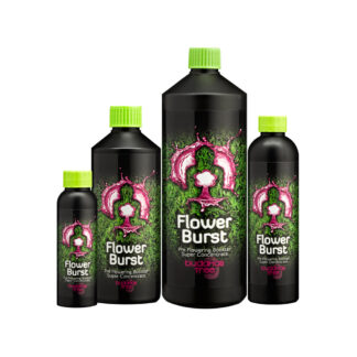 Buddha's Tree Flower Burst