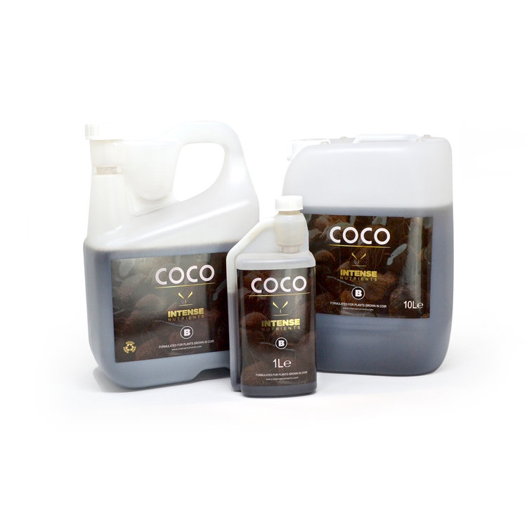 Intense Coco A+B - Image 2